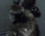 Кошки в Жуковском: Котята Девочка, 1 500 руб. - фото 9