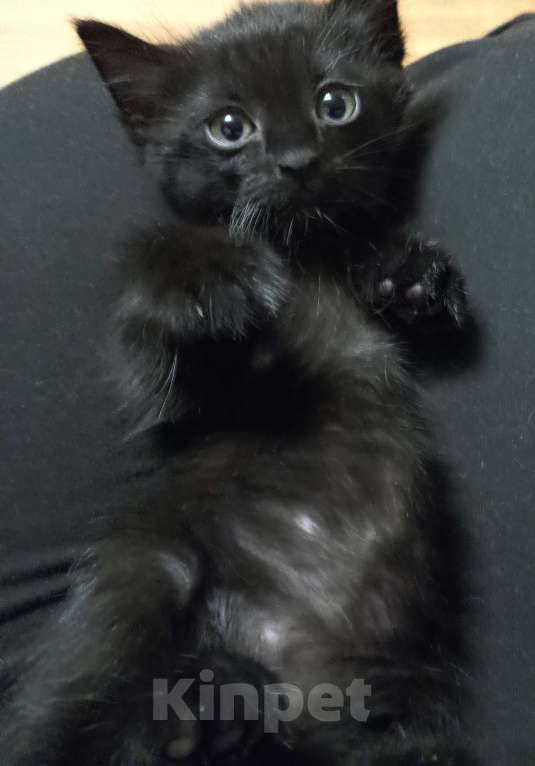 Кошки в Жуковском: Котята Девочка, 1 500 руб. - фото 9