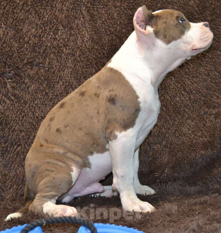 Собаки в других городах Московской области: Американский Булли XL Мальчик, 120 000 руб. - фото 6