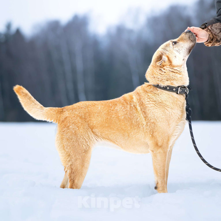 Собаки в Клине: Зоя — самостоятельная собачка с большим сердцем Девочка, Бесплатно - фото 6