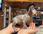 Кошки в Москве: Продаю котенка сфинкса 😻 Девочка, 10 000 руб. - фото 6