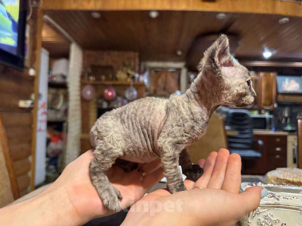 Кошки в Москве: Продаю котенка сфинкса 😻 Девочка, 10 000 руб. - фото 6