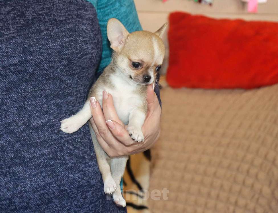 Собаки в Москве: КУРНОСЫЙ красавчик чихуа Мальчик, 55 000 руб. - фото 2