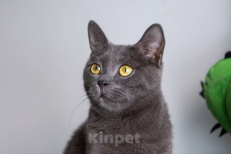 Кошки в Москве: Тео Мальчик, Бесплатно - фото 4