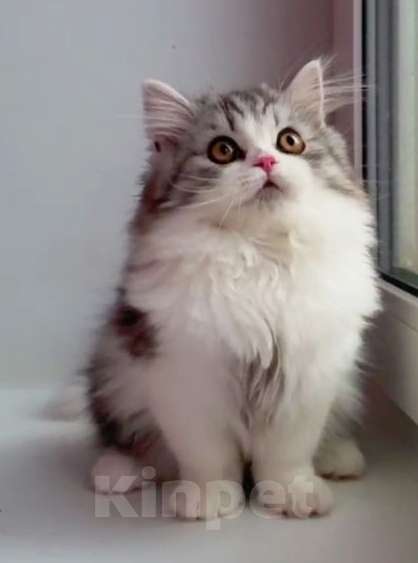 Кошки в Санкт-Петербурге: Шотландский красавчик Мальчик, 55 000 руб. - фото 3