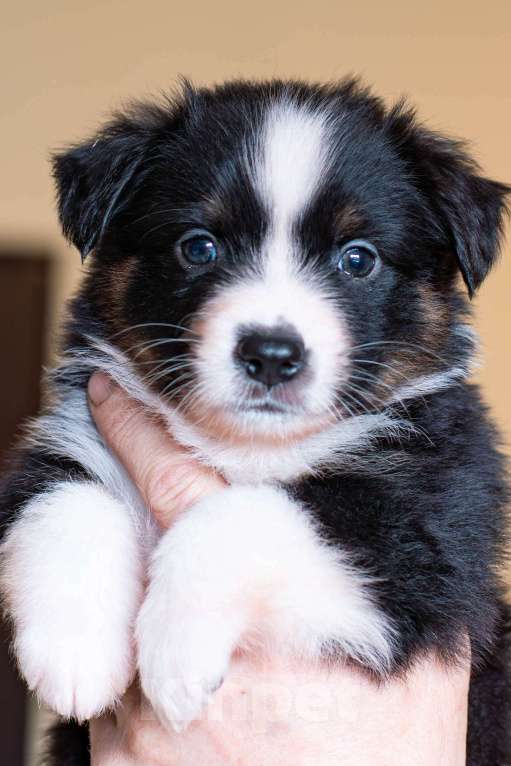 Собаки в Красноярске: Щенки миниаусси Разнополые, 100 руб. - фото 3