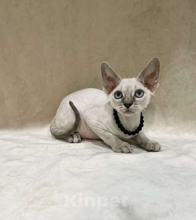 Кошки в Краснодаре: Котенок Девон Рекс мальчик с голубыми глазами Мальчик, 50 000 руб. - фото 5