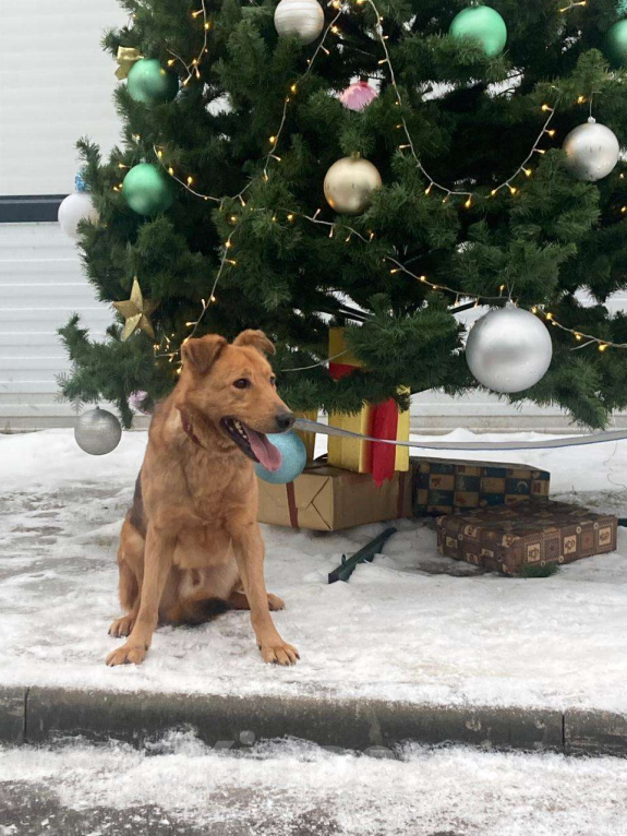 Собаки в Москве: Атаман с не атаманским характером очень ждет вас. Мальчик, Бесплатно - фото 2