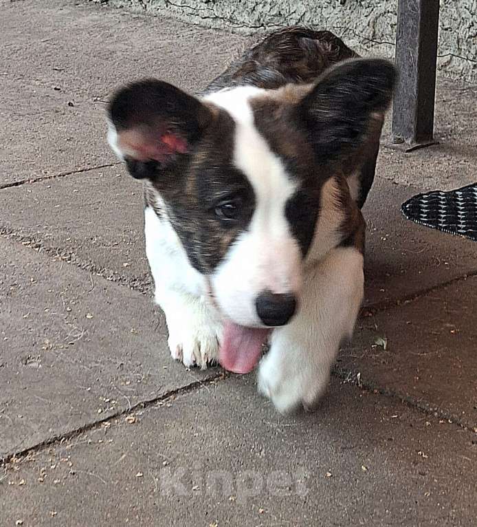 Собаки в Москве: Щенки вельш корги кардигана от родителей чемпионов Мальчик, 40 000 руб. - фото 5