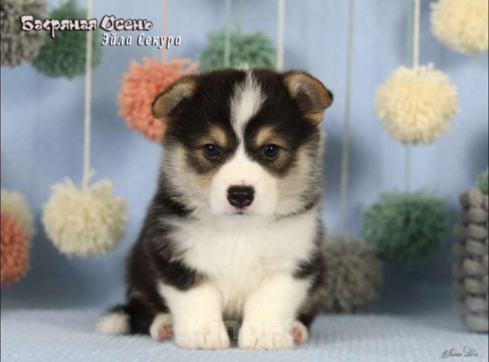 Собаки в Москве: Чакибусенок #4 яркая малышка триколор, очень темпераментная Эйла Секура Девочка, Бесплатно - фото 6