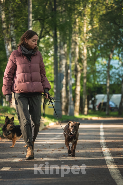Собаки в Солнечногорске: Домашняя маленькая собачка в поисках дома Девочка, Бесплатно - фото 4