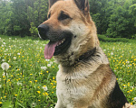 Собаки в других городах Московской области: Найдена собака кобель плхож по поведению и внешне на сторожевую охранную овчарку Мальчик, Бесплатно - фото 1