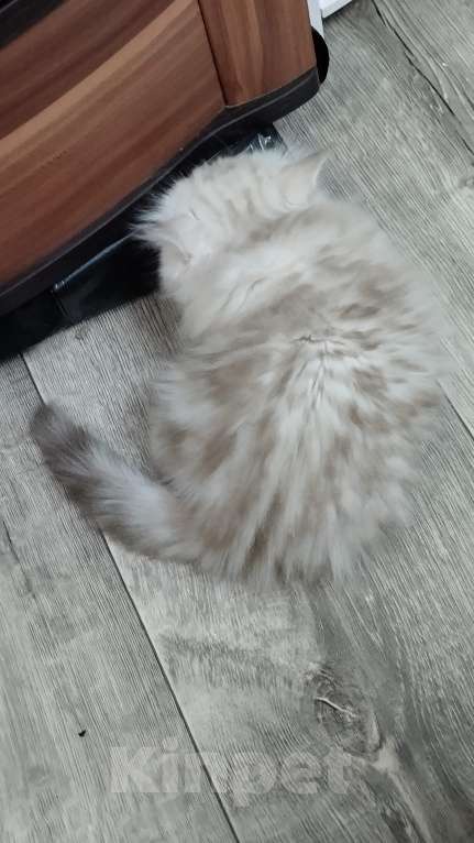 Кошки в Дзержинском: Шотландская девочка в мраморном окрасе Девочка, 45 000 руб. - фото 4