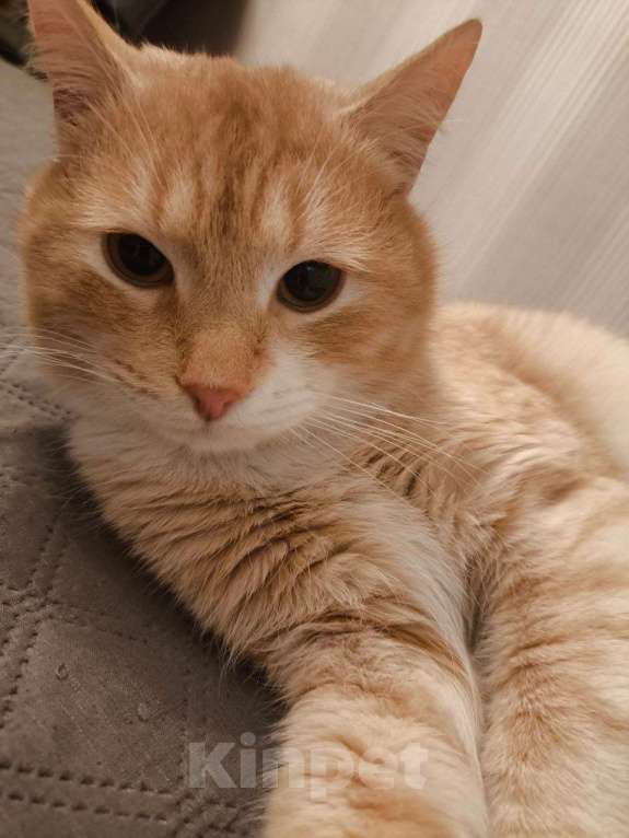 Кошки в Пушкино: Сахарок ищет дом! Мальчик, Бесплатно - фото 9