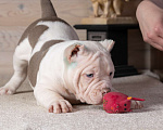 Собаки в Королеве: Американский булли Мальчик, 90 000 руб. - фото 8