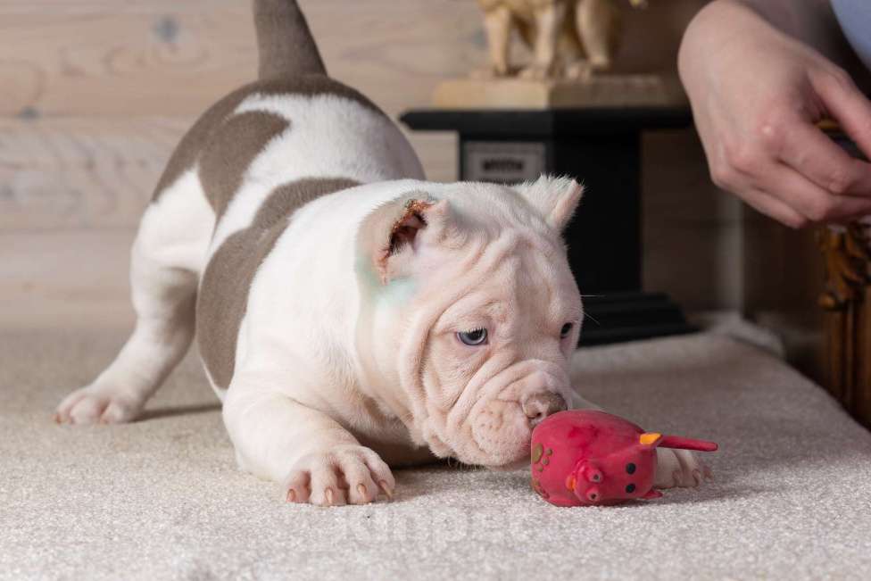 Собаки в Королеве: Американский булли Мальчик, 90 000 руб. - фото 8