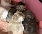 Кошки в Казани: Бронь, Кудрявые котята селкирк-рекс Разнополые, 15 000 руб. - фото 4