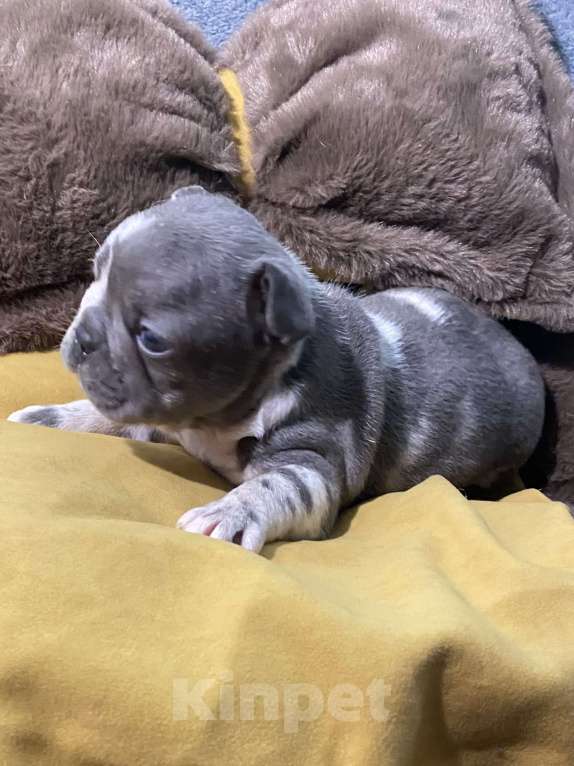 Собаки в Нижнем Новгороде: Щенки французского бульдога. Мальчик, Бесплатно - фото 7