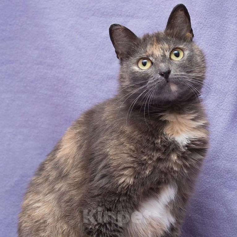 Кошки в Москве: Бусинка грустит в клетке Девочка, Бесплатно - фото 3