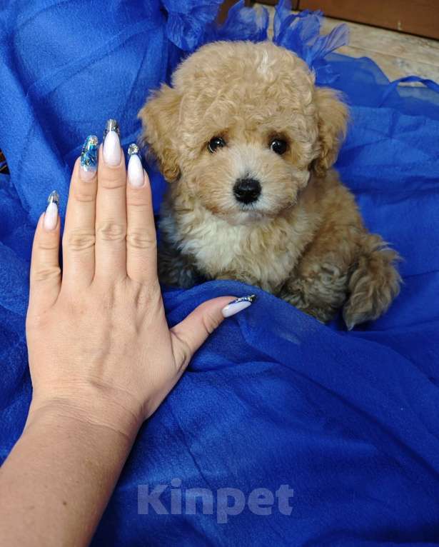 Собаки в Москве: Мальтипу мини карамель мальчик  Мальчик, 120 000 руб. - фото 4