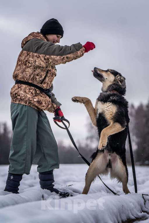 Собаки в Клине: Патрик — красивейший мощный пёс Мальчик, Бесплатно - фото 3