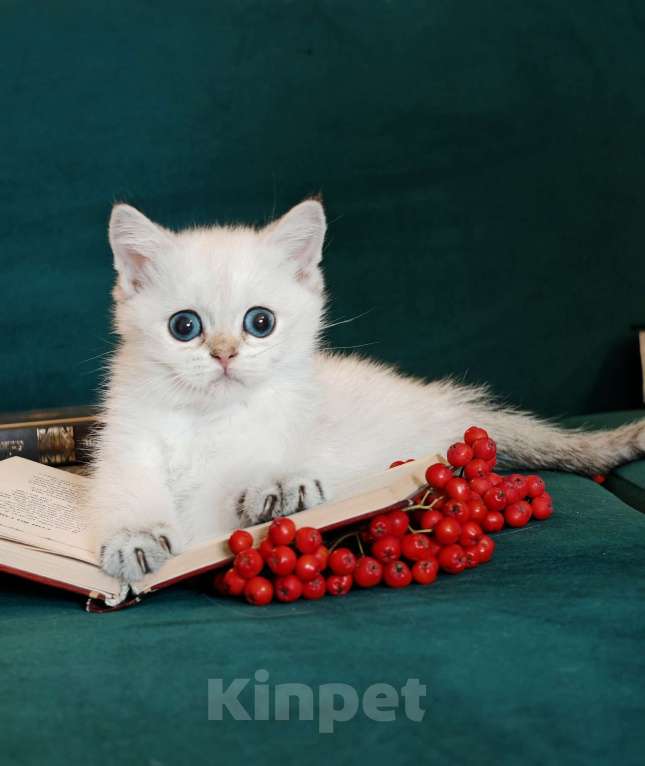 Кошки в Москве: Породистые шотландские котята Девочка, 80 000 руб. - фото 7