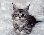 Кошки в Кудрово: Котенок мейн-кун Мальчик, 80 000 руб. - фото 1