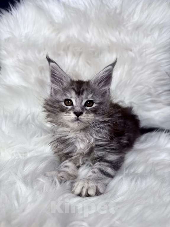 Кошки в Кудрово: Котенок мейн-кун Мальчик, 80 000 руб. - фото 1