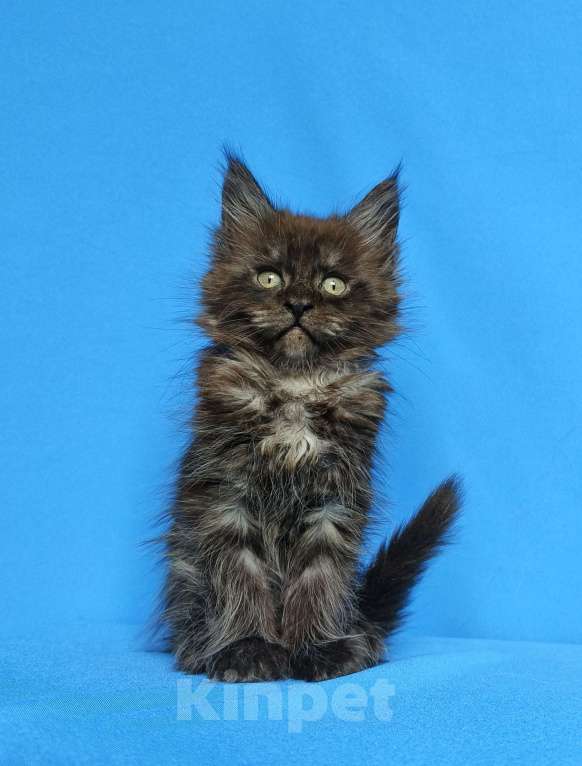 Кошки в Москве: Котёнок Мейн-Кун Мальчик Мальчик, 65 000 руб. - фото 3