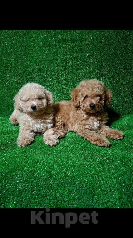 Собаки в Москве: Той пудель девочка Девочка, 45 000 руб. - фото 1