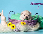 Собаки в Казани: щенки чихуахуа Девочка, 40 000 руб. - фото 2