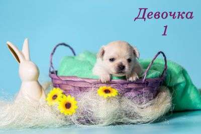 Собаки в Казани: щенки чихуахуа Девочка, 40 000 руб. - фото 2