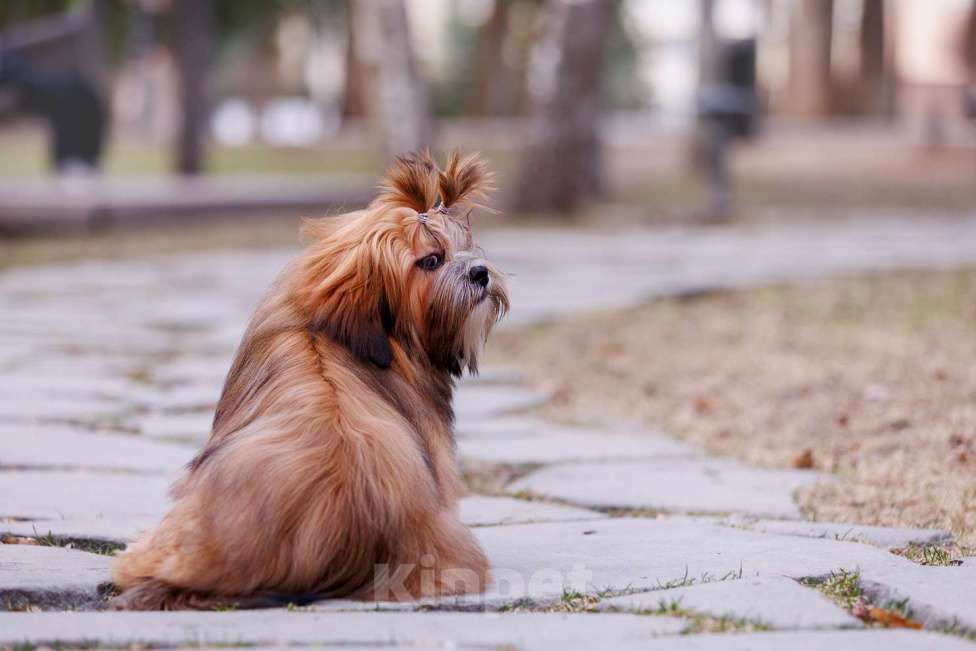 Собаки в Смоленске: Лхасский апсо щенки подрощенные кобели Мальчик, 40 000 руб. - фото 1
