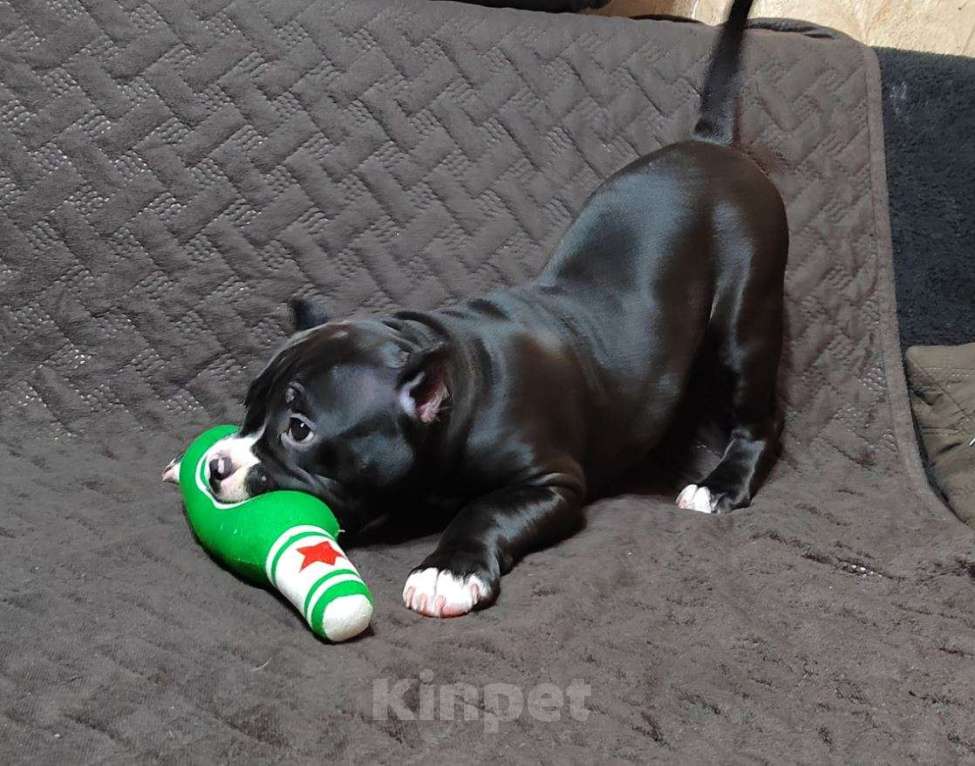 Собаки в Миассе: Щенок Американского булли в типе покет Девочка, 65 000 руб. - фото 7