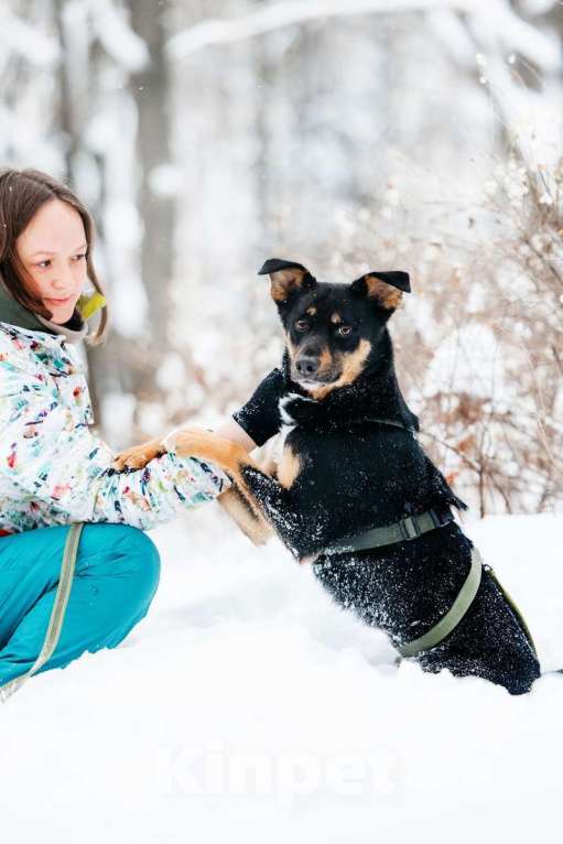 Собаки в Москве: Невероятно ласковый мальчик Деймонд ищет дом! Мальчик, Бесплатно - фото 10