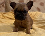 Собаки в Санкт-Петербурге: Отличный мальчик французик Мальчик, 40 000 руб. - фото 2
