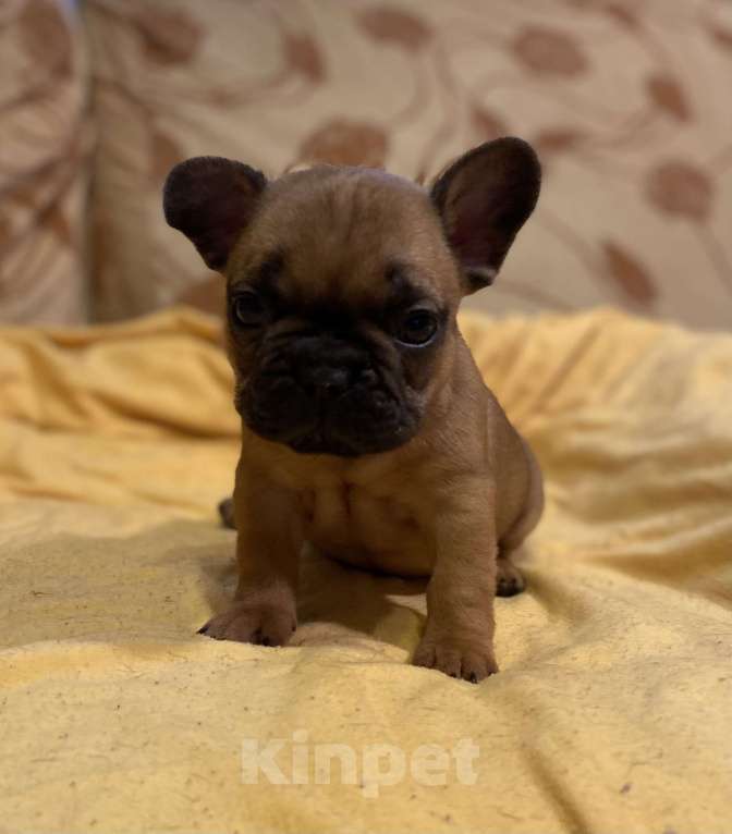 Собаки в Санкт-Петербурге: Отличный мальчик французик Мальчик, 40 000 руб. - фото 2