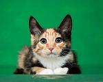 Кошки в Люберцах: Котёнок Кимико в добрые руки Девочка, 1 руб. - фото 3