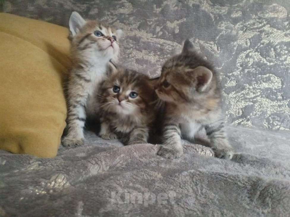 Кошки в Уфе: Продаются котята Девочка, 500 руб. - фото 4