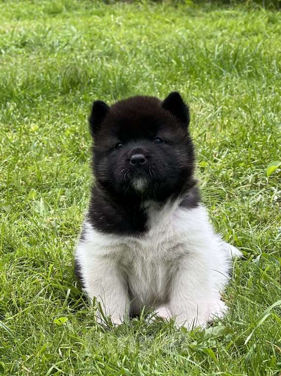 Собаки в Дубне: Щенки Американской акиты Девочка, 75 000 руб. - фото 3