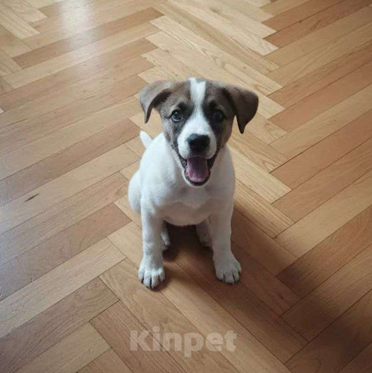 Собаки в Астрахани: Щенок в добрые руки Девочка, Бесплатно - фото 3