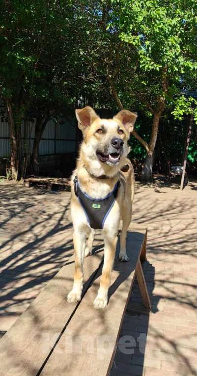 Собаки в Москве: Добрый и ласковый парень Пушок в дар Мальчик, 1 руб. - фото 2