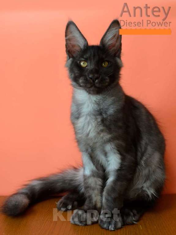 Кошки в Санкт-Петербурге: Мейн-Кун черный дым Antey Diesel Power  Мальчик, 80 000 руб. - фото 4