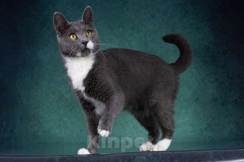 Кошки в Москве: Русский голубой кот Амурчик в дар Мальчик, 1 руб. - фото 2