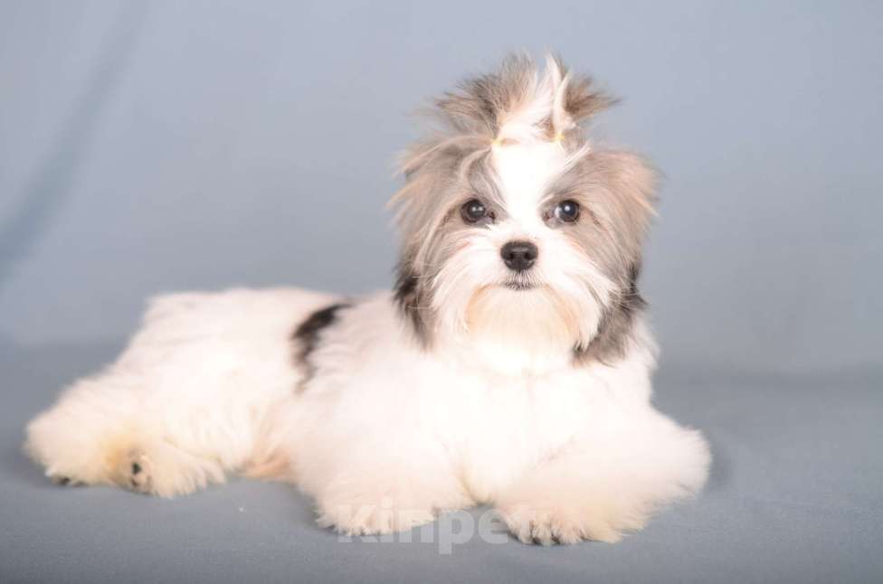 Собаки в Нижнем Новгороде: Мальчик цветного йорка Мальчик, 25 000 руб. - фото 3