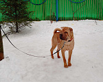 Собаки в Москве: шарпея, щенка, кобеля отдам Мальчик, 666 руб. - фото 3