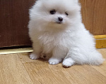 Собаки в Москве: Померанский шпиц красивая белая девочка с документами Девочка, 60 000 руб. - фото 1