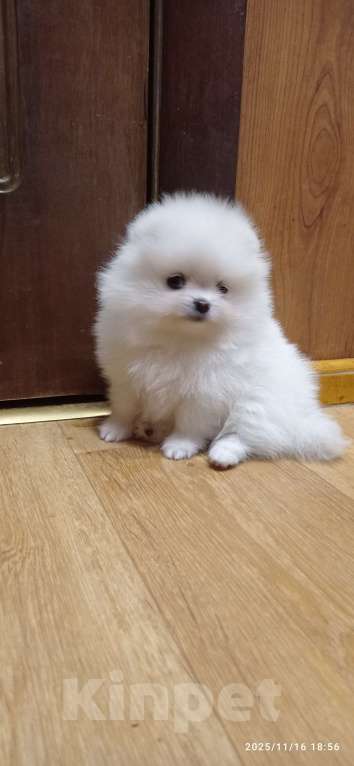 Собаки в Москве: Померанский шпиц красивая белая девочка с документами Девочка, 60 000 руб. - фото 1