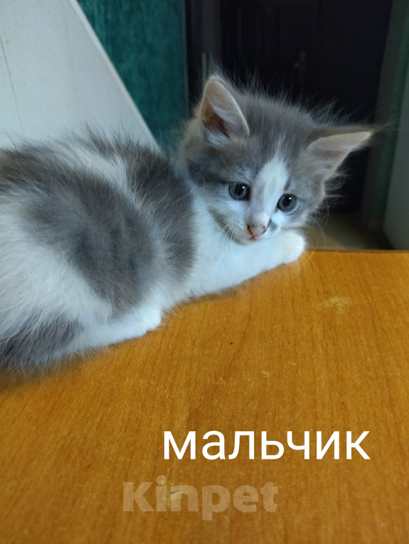 Кошки в Алексеевке: Котенок в добрые руки Мальчик, Бесплатно - фото 2