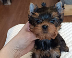 Собаки в других городах Свердловской области: Йоркширский терьер щенки Девочка, 45 000 руб. - фото 5